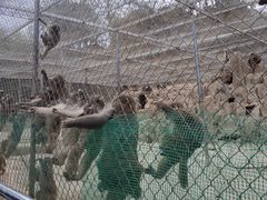 -王顺山国家森林公园