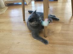 -猫冇咖·家门口的撸猫馆(大融城店)