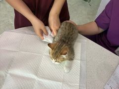 -纳吉亚猫专科动物医院·北北分院