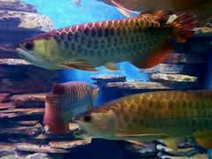 -多彩贵州城极地海洋世界