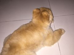-芭比堂动物医院广州顽皮分院