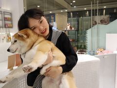 -柴务处·柴犬主题狗咖