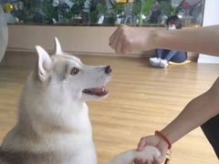 -Husky Go! 哈士奇体验馆·宠物咖啡厅狗咖