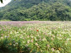 -广州市石门国家森林公园