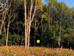 -上海共青森林公园