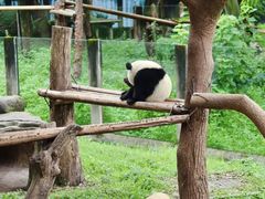 -成都动物园