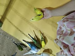 -上海大自然野生昆虫馆(东方明珠·爬宠昆虫探索中心)