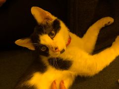 -Sirena海妖日咖夜酒