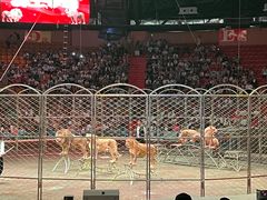 -俄罗斯国家大马戏团