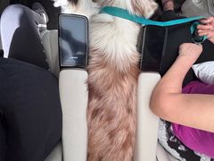 -瑞派申生动物医院·24H夜诊·国际动物医疗中心·骨外科(吴中路店)