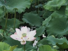 -荔湾湖公园