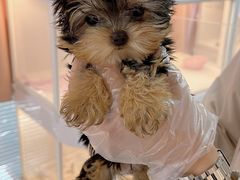 -翊宠yipet猫狗购宠庄园犬舍•猫舍