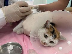 -北京观赏动物医院·24小时大型综合·猫专科·异宠专科