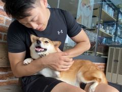 -柴犬高等学院·狗咖·柴犬售卖·宠物训练