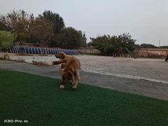 -宠物寄养训练学校