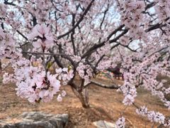 -北京西山国家森林公园