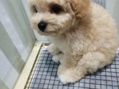 -萌宠之家·腊肠犬·马尔泰·小体犬舍