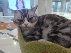 -三花喵·撸猫购宠·宠物生活馆(虹桥南丰城店)