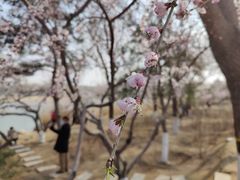 -大兴滨河森林公园