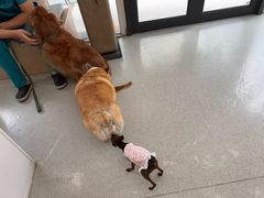 -西安京西宠物医院·瘫痪·疑难杂症