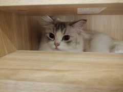 -猫域·湾主题猫咖·宠物吧(南坪城市广场店)
