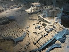 -自贡恐龙博物馆