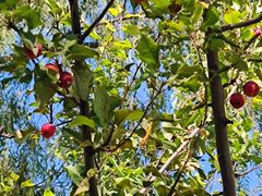 -野鸭湖国家湿地公园