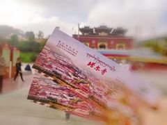 -塔尔寺菩提树