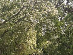 -国家植物园南园