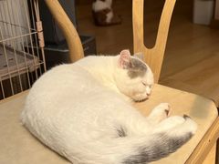 -猫咪派对(江南西店)