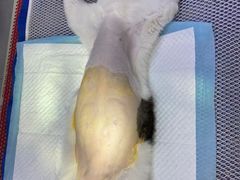 -佳怡动物医院·平价24小时·猫专科骨外科