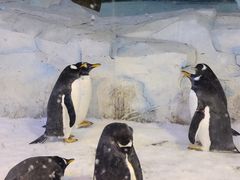 -芜湖新华联大白鲸海洋公园