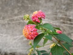 -前童古镇