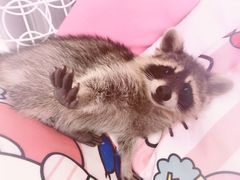 -浣熊柯尔鸭土拨鼠·电玩咖