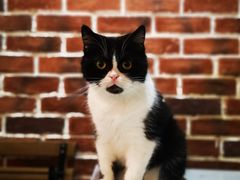 -猫友咖啡店(玉林西路店)
