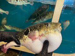 -天正河鲀·河豚亭(大连店)