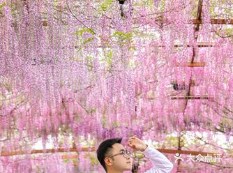 成都公园最美紫藤花长廊，误入童话秘境！