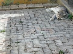 -青藏高原野生动物园
