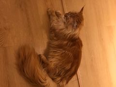 -猫腻·猫咖·撸猫馆(星光大道店)