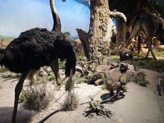 -国家自然博物馆