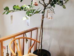 -Oasis coffee燕谷咖啡(公信店)