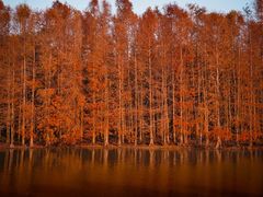 -上海海湾国家森林公园