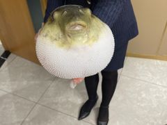 -鲐赏河豚(长寿店)
