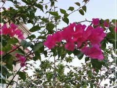 -云溪植物园