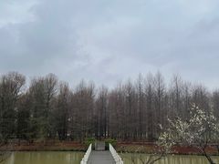 -上海海湾国家森林公园