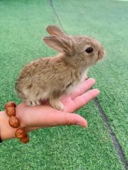 -萌宠亲子动物乐园(槐房万达店)