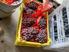 -马陆小张葡萄园农家乐