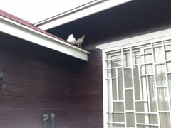 -武汉紫薇都市田园