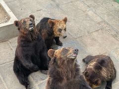-西霞口神雕山野生动物世界