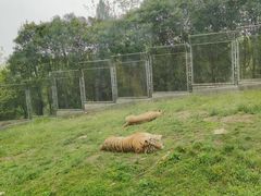 -西安秦岭野生动物园